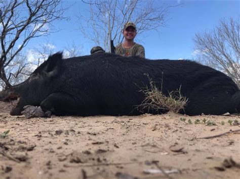 cheap hog hunting south texas